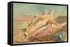 Conch Shell Greetings from San Clemente-null-Framed Stretched Canvas