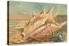 Conch Shell Greetings from San Clemente-null-Stretched Canvas