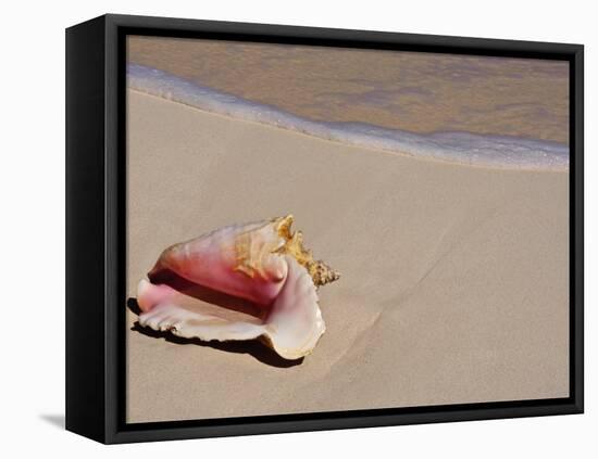 Conch Shell on Beach, Cat Island, the Bahamas, West Indies, Central America-Michael DeFreitas-Framed Stretched Canvas