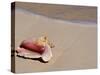 Conch Shell on Beach, Cat Island, the Bahamas, West Indies, Central America-Michael DeFreitas-Stretched Canvas