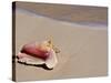 Conch Shell on Beach, Cat Island, the Bahamas, West Indies, Central America-Michael DeFreitas-Stretched Canvas