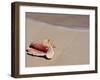 Conch Shell on Beach, Cat Island, the Bahamas, West Indies, Central America-Michael DeFreitas-Framed Photographic Print