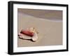 Conch Shell on Beach, Cat Island, the Bahamas, West Indies, Central America-Michael DeFreitas-Framed Photographic Print