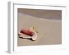 Conch Shell on Beach, Cat Island, the Bahamas, West Indies, Central America-Michael DeFreitas-Framed Photographic Print