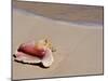 Conch Shell on Beach, Cat Island, the Bahamas, West Indies, Central America-Michael DeFreitas-Mounted Photographic Print