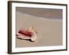 Conch Shell on Beach, Cat Island, the Bahamas, West Indies, Central America-Michael DeFreitas-Framed Photographic Print