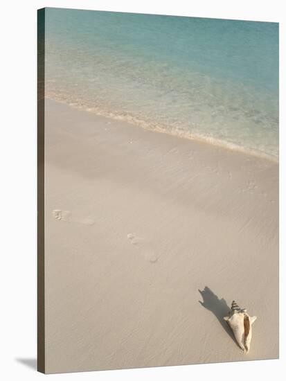 Conch Shell on Grace Bay Beach, Providenciales, Turks and Caicos Islands, West Indies, Caribbean-Kim Walker-Stretched Canvas