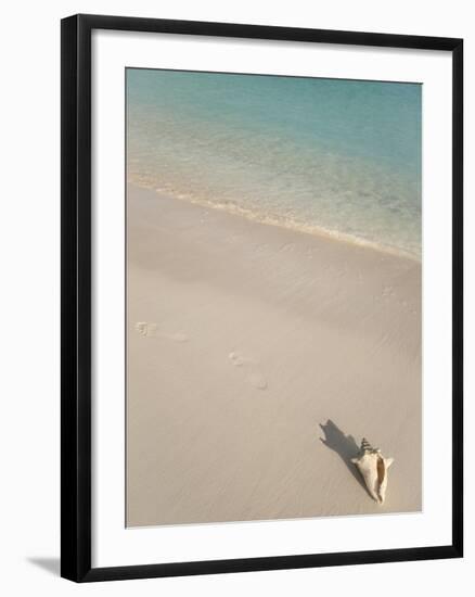 Conch Shell on Grace Bay Beach, Providenciales, Turks and Caicos Islands, West Indies, Caribbean-Kim Walker-Framed Photographic Print
