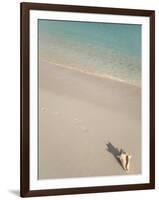 Conch Shell on Grace Bay Beach, Providenciales, Turks and Caicos Islands, West Indies, Caribbean-Kim Walker-Framed Photographic Print