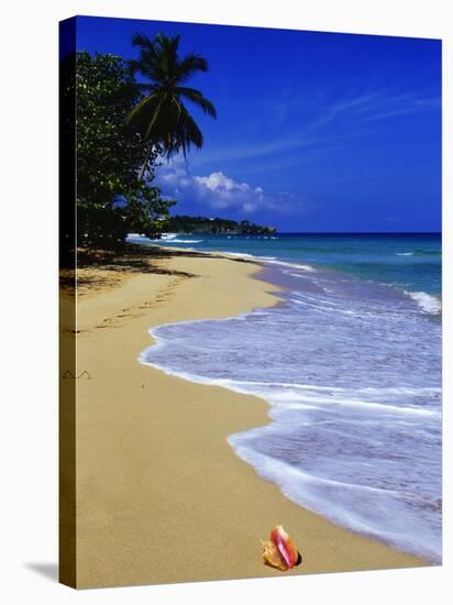 Conch Shell on Playa Grande Beach-Danny Lehman-Stretched Canvas