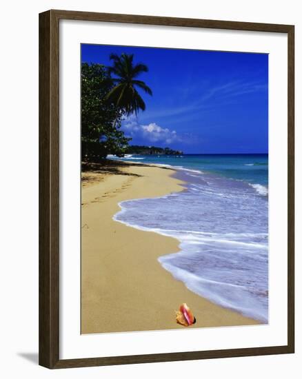 Conch Shell on Playa Grande Beach-Danny Lehman-Framed Photographic Print