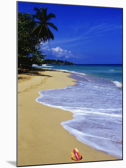 Conch Shell on Playa Grande Beach-Danny Lehman-Mounted Photographic Print