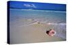 Conch Shell on Quiet Beach-Randy Faris-Stretched Canvas