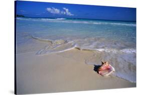 Conch Shell on Quiet Beach-Randy Faris-Stretched Canvas