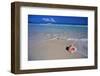 Conch Shell on Quiet Beach-Randy Faris-Framed Premium Photographic Print