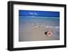 Conch Shell on Quiet Beach-Randy Faris-Framed Premium Photographic Print