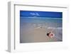 Conch Shell on Quiet Beach-Randy Faris-Framed Premium Photographic Print