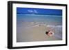 Conch Shell on Quiet Beach-Randy Faris-Framed Photographic Print