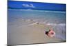 Conch Shell on Quiet Beach-Randy Faris-Mounted Photographic Print