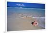 Conch Shell on Quiet Beach-Randy Faris-Framed Photographic Print