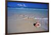 Conch Shell on Quiet Beach-Randy Faris-Framed Photographic Print