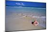 Conch Shell on Quiet Beach-Randy Faris-Mounted Photographic Print