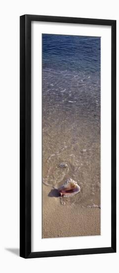 Conch Shell on the Beach, Caribbean Sea, Grand Cayman, Cayman Islands-null-Framed Photographic Print