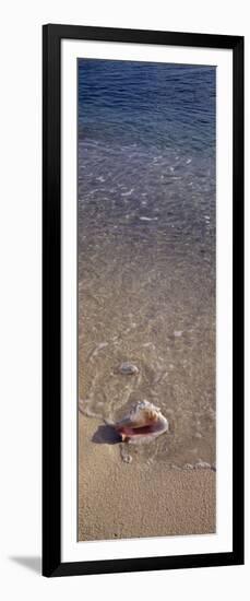 Conch Shell on the Beach, Caribbean Sea, Grand Cayman, Cayman Islands-null-Framed Photographic Print