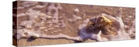 Conch Shell on the Beach, Cayman Islands-null-Stretched Canvas