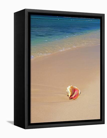 Conch Shell On The Seven Mile Beach-George Oze-Framed Stretched Canvas