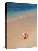 Conch Shell On The Seven Mile Beach-George Oze-Stretched Canvas