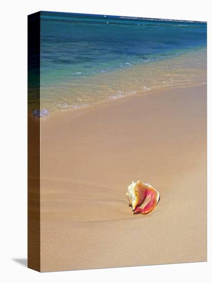 Conch Shell On The Seven Mile Beach-George Oze-Stretched Canvas