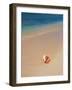 Conch Shell On The Seven Mile Beach-George Oze-Framed Photographic Print