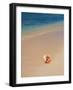 Conch Shell On The Seven Mile Beach-George Oze-Framed Photographic Print