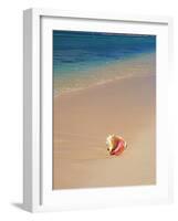 Conch Shell On The Seven Mile Beach-George Oze-Framed Photographic Print