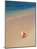 Conch Shell On The Seven Mile Beach-George Oze-Mounted Photographic Print