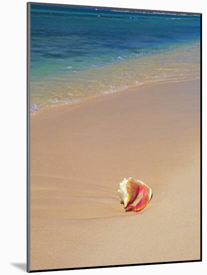 Conch Shell On The Seven Mile Beach-George Oze-Mounted Photographic Print