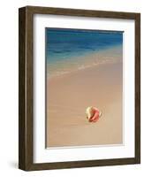 Conch Shell On The Seven Mile Beach-George Oze-Framed Photographic Print