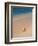 Conch Shell On The Seven Mile Beach-George Oze-Framed Photographic Print