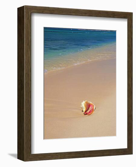 Conch Shell On The Seven Mile Beach-George Oze-Framed Photographic Print