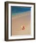 Conch Shell On The Seven Mile Beach-George Oze-Framed Photographic Print