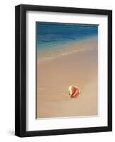 Conch Shell On The Seven Mile Beach-George Oze-Framed Photographic Print