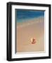 Conch Shell On The Seven Mile Beach-George Oze-Framed Photographic Print