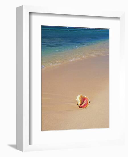 Conch Shell On The Seven Mile Beach-George Oze-Framed Photographic Print