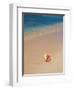 Conch Shell On The Seven Mile Beach-George Oze-Framed Photographic Print