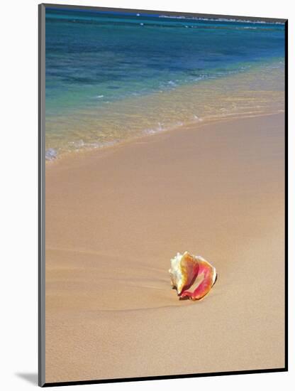 Conch Shell On The Seven Mile Beach-George Oze-Mounted Photographic Print