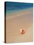 Conch Shell On The Seven Mile Beach-George Oze-Stretched Canvas