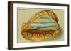 Conch Shell, Surf at Coronado, California-null-Framed Art Print