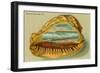 Conch Shell, Surf at Coronado, California-null-Framed Art Print