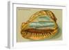 Conch Shell, Surf at Coronado, California-null-Framed Art Print